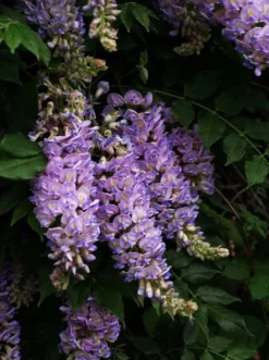 Aunt Dee Kentucky Wisteria 5 Aunt Dee Kentucky Wisteria -The Tree Center aunt dee wisteria 3 jpg webp