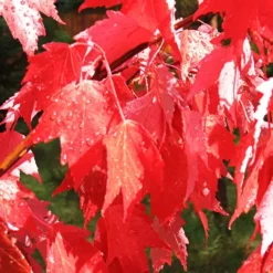 Autumn Radiance Red Maple 5 Autumn Radiance Red Maple -The Tree Center autumn radiance maple 3 1 jpg webp