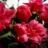 Autumn Rouge Encore® Azalea