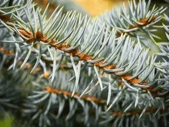 Baby Blue Eyes Spruce 6 Baby Blue Eyes Spruce -The Tree Center baby blue eyes spruce 3 jpg webp