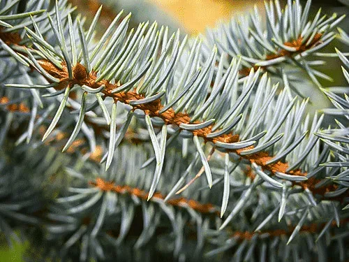 Baby Blue Eyes Spruce 3 Baby Blue Eyes Spruce - Image 3