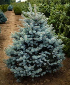 Baby Blue Eyes Spruce 7 Baby Blue Eyes Spruce -The Tree Center baby blue eyes spruce push test 600x728 1