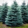 Baby Blue Spruce