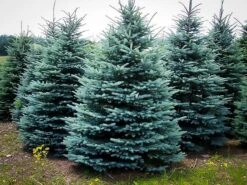 Baby Blue Spruce