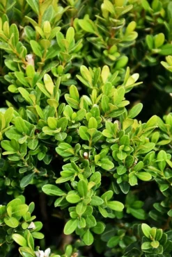 Baby Jade™ Japanese Boxwood -The Tree Center baby jade boxwood 2 jpg webp