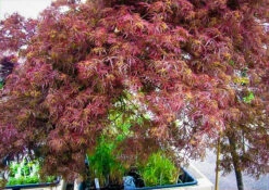 Baby Lace Japanese Maple -The Tree Center baby lace 1 600x426 1
