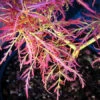 Baby Lace Japanese Maple