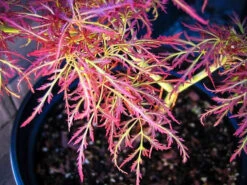 Baby Lace Japanese Maple
