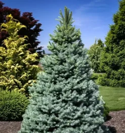 Baker's Blue Colorado Spruce
