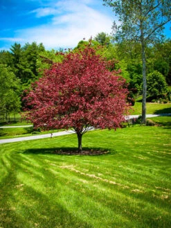 Tri-Color European Beech -The Tree Center beech tri color 3 600x800 1