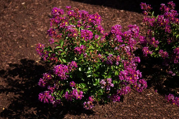 Bellini Grape Crape Myrtle 3 Bellini Grape Crape Myrtle - Image 3