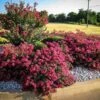 Berry Dazzle Crape Myrtle
