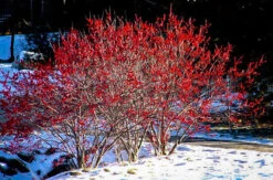 Berry Heavy Winterberry Holly
