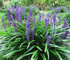 Big Blue Liriope