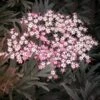 Black Lace Elderberry