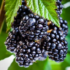Ouachita Thornless Blackberry Bush -The Tree Center blackberry ouachita 1 600x600 1