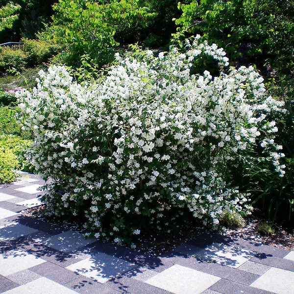Blizzard Mock Orange 2 Blizzard Mock Orange - Image 2