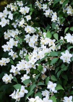 Blizzard Mock Orange