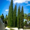 Blue Italian Cypress