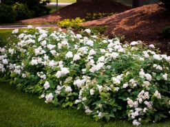 Double Play® Blue Kazoo® Spirea