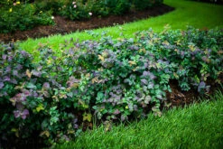 Double Play® Blue Kazoo® Spirea -The Tree Center blue kazoo double play spirea 3 600x400 1