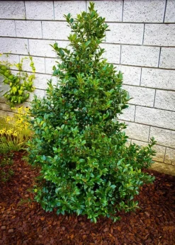 Blue Maid Holly -The Tree Center blue maid holly 1 jpg webp