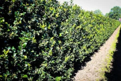 Blue Maid Holly -The Tree Center blue maid holly 2 600x400 1