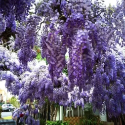 Blue Moon Wisteria -The Tree Center blue moon wisteria 2 jpg webp