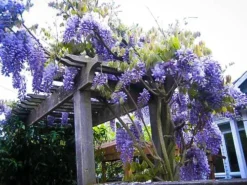 Blue Moon Wisteria