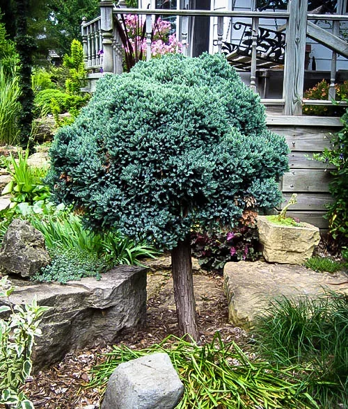 Blue Star Juniper - Tree Form 2 Blue Star Juniper - Tree Form - Image 2