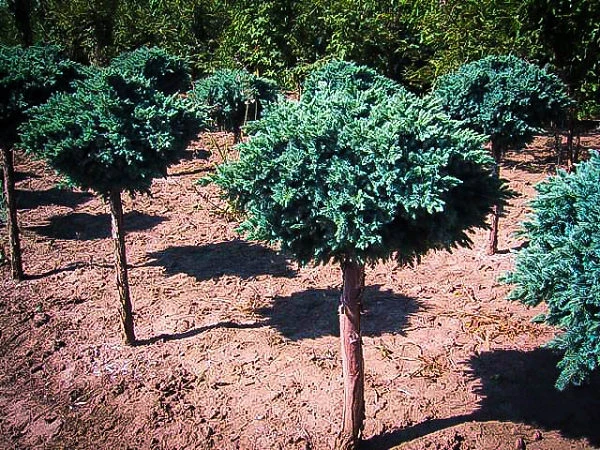 Blue Star Juniper - Tree Form 1 Blue Star Juniper - Tree Form
