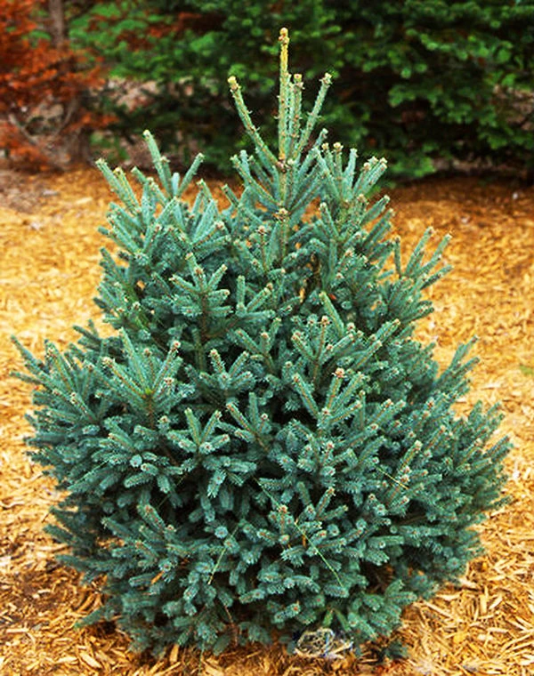 Blue Teardrop Spruce 1 Blue Teardrop Spruce