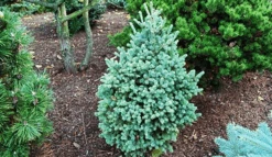 Blue Teardrop Spruce 5 Blue Teardrop Spruce -The Tree Center blue tear drop spruce 3 600x348 1