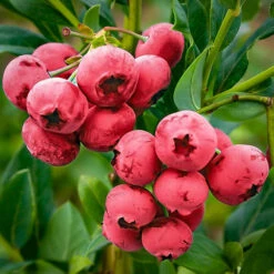 Pink Lemonade Blueberry -The Tree Center blueberry pink lemonade 2 600x600 1