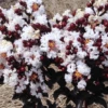 Blush™ Black Diamond® Crape Myrtle