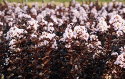 Blush™ Black Diamond® Crape Myrtle -The Tree Center blush black diamond crape myrtle 2 600x380 1