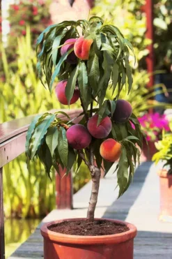 Bonanza Patio Peach -The Tree Center bonanza patio peach 2 1 jpg webp