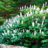 Bottlebrush Buckeye