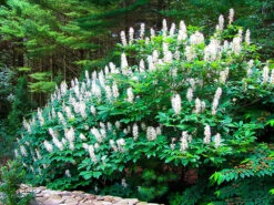 Bottlebrush Buckeye
