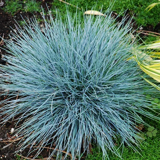 Boulder Blue Fescue 2 Boulder Blue Fescue - Image 2