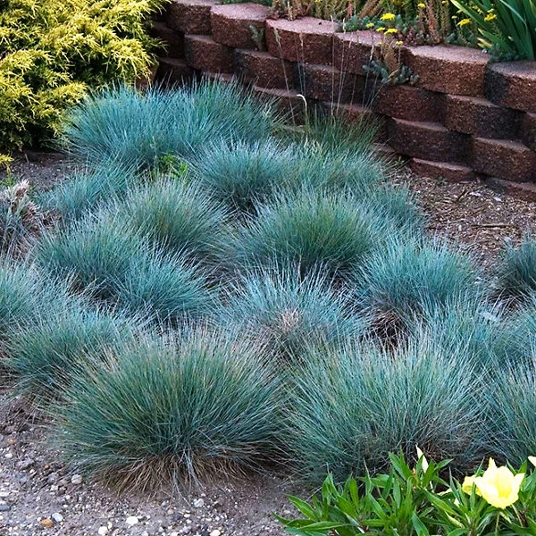 Boulder Blue Fescue 3 Boulder Blue Fescue - Image 3
