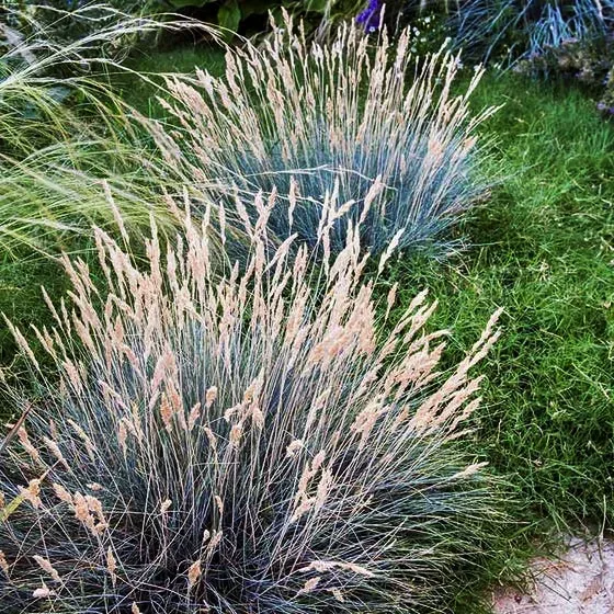 Boulder Blue Fescue 1 Boulder Blue Fescue