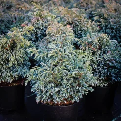 Boulevard Cypress -The Tree Center boulevard sawara cypress 3 jpg webp