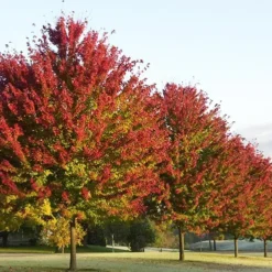 Brandywine Red Maple -The Tree Center brandywine red maple 3 1 jpg webp e1694712110884