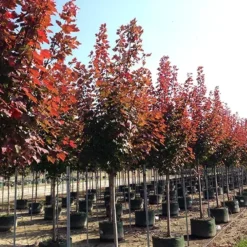 Brandywine Red Maple -The Tree Center brandywine red maple 4 1 jpg webp e1694712079100