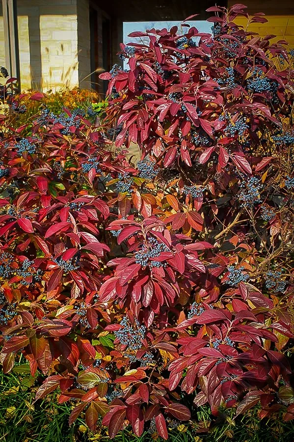 Brandywine™ Viburnum 1 Brandywine™ Viburnum