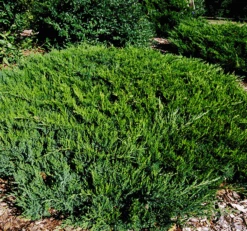 Broadmoor Juniper -The Tree Center broadmoor juniper 3 600x562 1