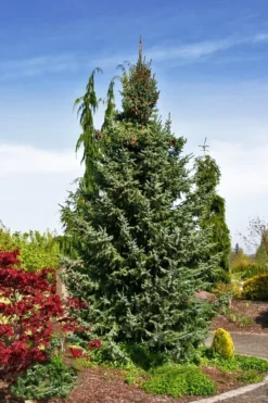 Bruns Serbian Spruce