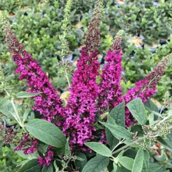 Lo & Behold® Ruby Chip Butterfly Bush -The Tree Center buddleia lo behold ruby chip img 1089 600x599 1