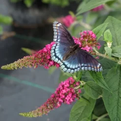 Lo & Behold® Ruby Chip Butterfly Bush -The Tree Center buddleia lo behold ruby chip p00100 600x600 1